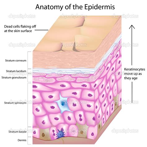 epidermis structure diagrams : Biological Science Picture Directory ...