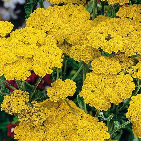 YARROW YELLOW Herb 2oz 57g ORGANIC Dried Bulk Tea Achillea | Etsy