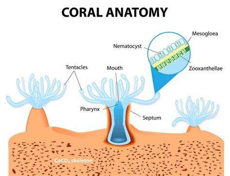 How coral reefs are made? - Electrical e-Library.com