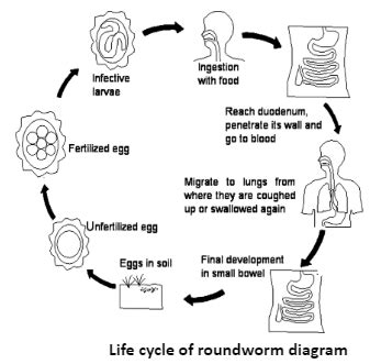 Life Cycle of a Roundworm