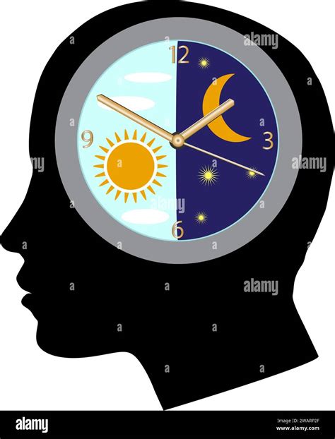 A circadian rhythm or circadian cycle. Human circadian biological clock ...