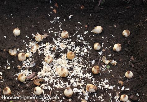 Planting Tulip Bulbs for Spring - Hoosier Homemade