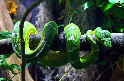 Python - Description, Habitat, Image, Diet, and Interesting Facts