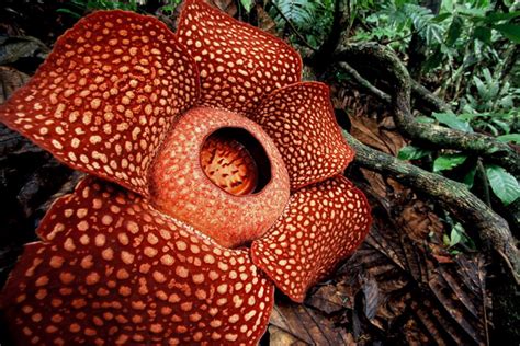 Rafflesia Arnoldii, Bunga Endemik Sumatra dan Terbesar di Dunia