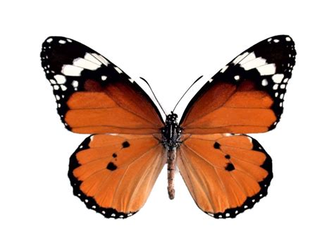 Danaus Chrysippus One Real Butterfly Orange Monarch Mimic - Etsy