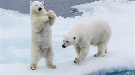 Tiny bumps on polar bear paws help them get traction on snow