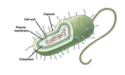 36 Label The Structures Of The Prokaryotic Cell. Not All Terms Will Be Used. - Labels 2021