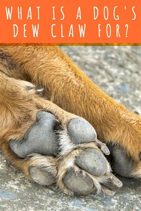 What Is A Dog's Dew Claw For? Taking A Closer Look At Our Dogs' Paws