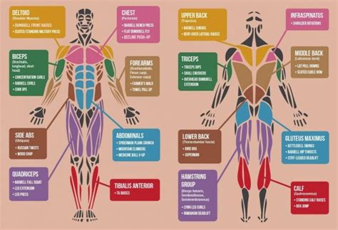 Best Exercises Targeting Each Muscle Group Of The Body - Fitneass