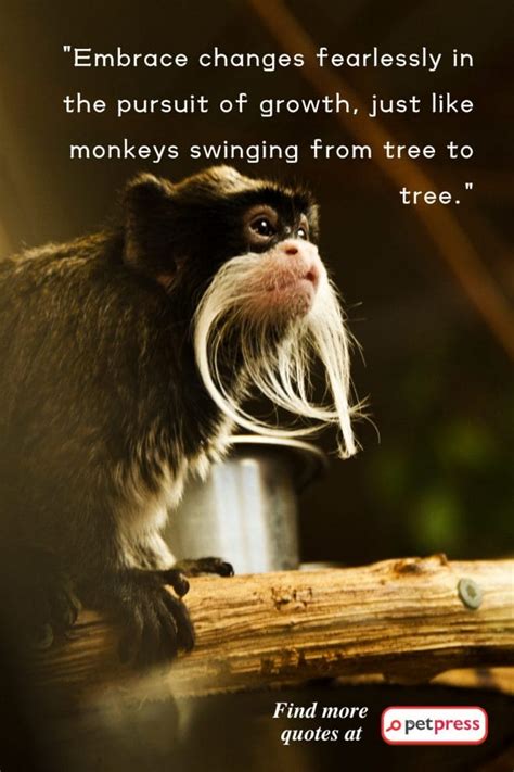 75 Monkey Inspiring Quotes That Revealed the Jungle Wisdom - PetPress