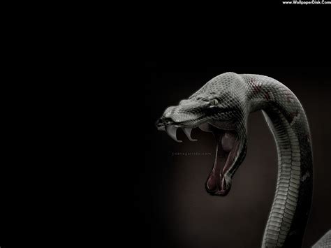 Cobra Snake Wallpaper High Resolution - Animal Wildlife