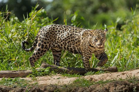 Jaguars in the Pantanal - Steppes Travel