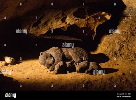 Bears hibernating in Arrikrutz caves, Oñati, Basque Country Stock Photo ...