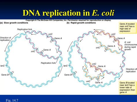 PPT - Chapter 14 The Prokaryotic Chromosome: Genetic Analysis in Bacteria PowerPoint ...