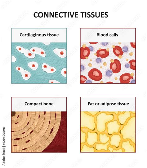 Connective tissues. Human anatomy Stock Vector | Adobe Stock