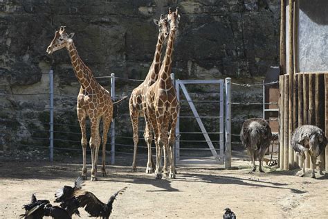 San Antonio Zoo will reopen for 'one-of-a-kind' drive-thru experience this weekend