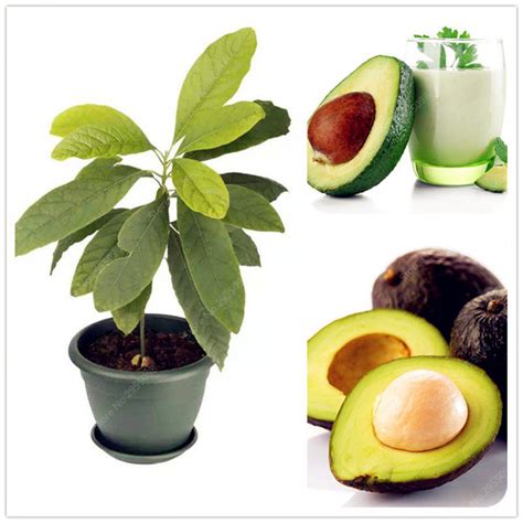 How Long Does It Take an Avocado Pit Plant to Grow? - About Bonsai