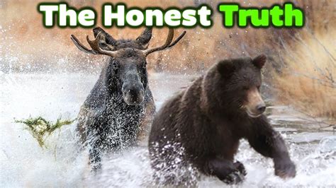 GRIZZLY BEAR vs MOOSE - The Honest Truth - YouTube