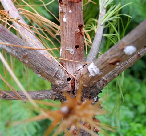 White Pine Weevil | Tree Integrated Pest Management