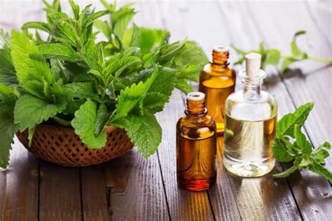 Peppermint Essential Oil - OptingHealth