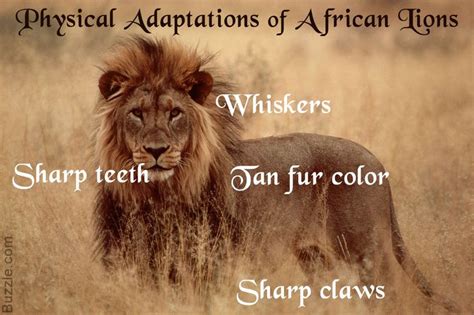 African lion adaptations