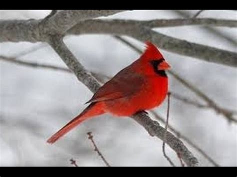 (OFFICIAL VIDEO) NORTHERN CARDINAL UNIQUE BIRD CALL/ SINGING - YouTube