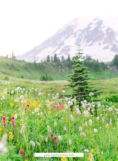 Spectacular Wildflowers at Mount Rainier National Park