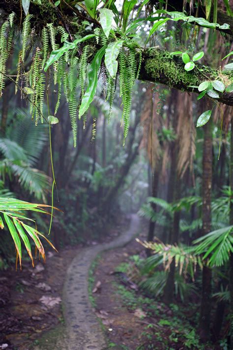 The Flowers of El Yunque