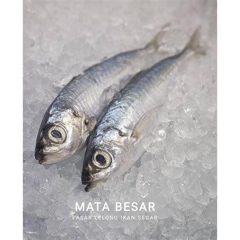 Ikan Mata Besar / Big Eye Tuna | Shopee Malaysia