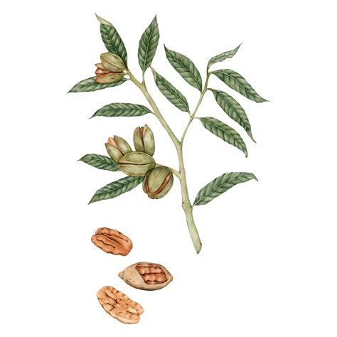 Illustration drawing style of pecan - Download Free Vectors, Clipart ...