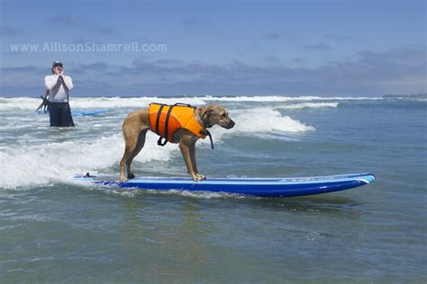 My Dog Bailey's First Surfing Lesson in Del Mar, CA San Diego Pet ...