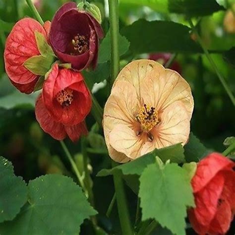 Flowering Maple (Abutilon Hybridum mix) 10 seeds