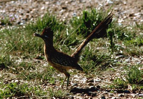 Roadrunner - Wikiwand