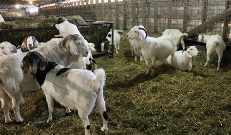 Ohio farmers convert former hog farm into intensive goat herd - Farm ...