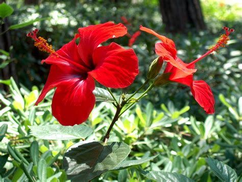 Hibiscus, Showy Edible Flowers and Cultural Significance - Eat The Planet