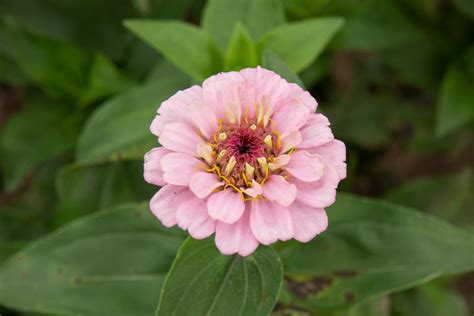 Zinnias: Colorful Flower Varieties Are So Easy to Grow