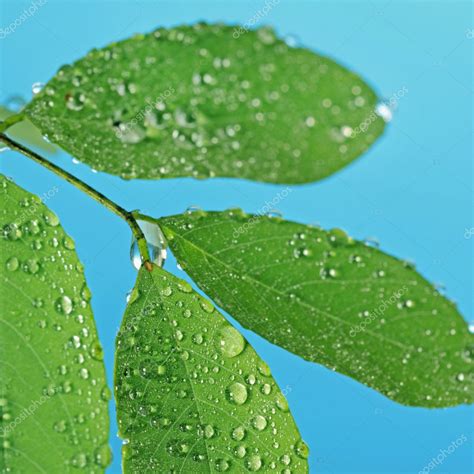 Green leaves with raindrops — Stock Photo © magone #1189241