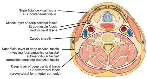 Deep neck infection causes, symptoms, diagnosis, treatment & prognosis