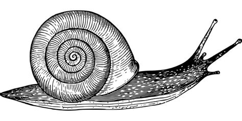 Free Image on Pixabay - Animal, Garden, Gastropoda, Mollusc | Snail ...