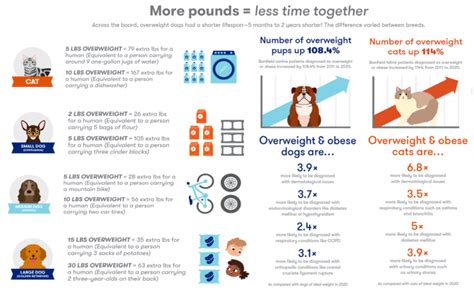 Woah, the World's Heaviest Dog Weighed Over 300 Pounds! Plus, 15 ...