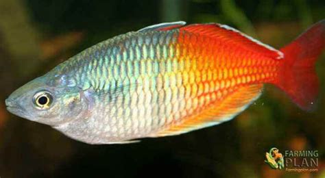 Rainbowfish: The Ideal Fish For Your Aquarium - Farming Plan