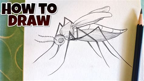 how to Draw A Mosquito step by step, Drawing a Mosquito 🦟🦟 - YouTube