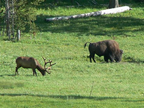 Elk and bison grazing (american buffalo) Yellowstone wyomi… | Flickr