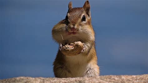 Squirrel Eating A Nut Wallpaper download - Squirrel HD Wallpaper - Appraw