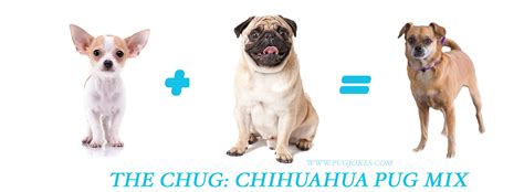 THE CHUG: A Pug Chihuahua Mix Breed — WEIRD WORLD