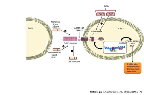 Could the Notch signaling pathway be a potential therapeutic option in renal diseases? | Nefrología