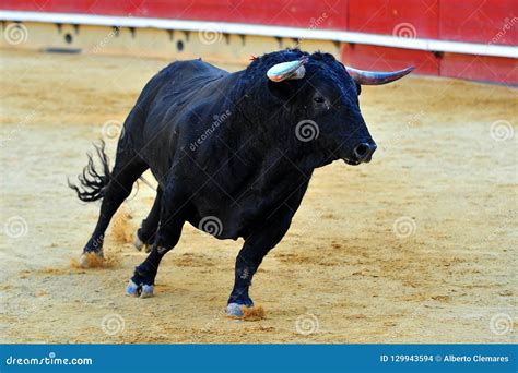 Spanish fighting bull stock photo. Image of mammal, bullfight - 129943594