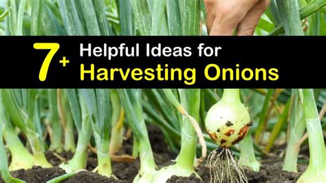 Onion Harvesting Guide - How and When to PIck Onions