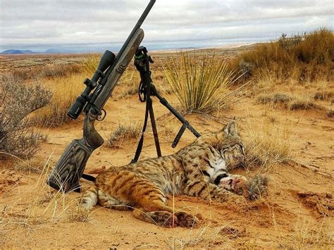 Arizona Predator Hunting Outfitters - AZ Predator Night Hunts, Guided Coyote, Bobcat, Fox Hunts