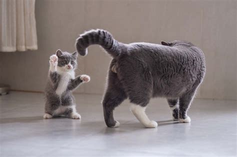 Stop your kitten becoming a bully - Your Cat